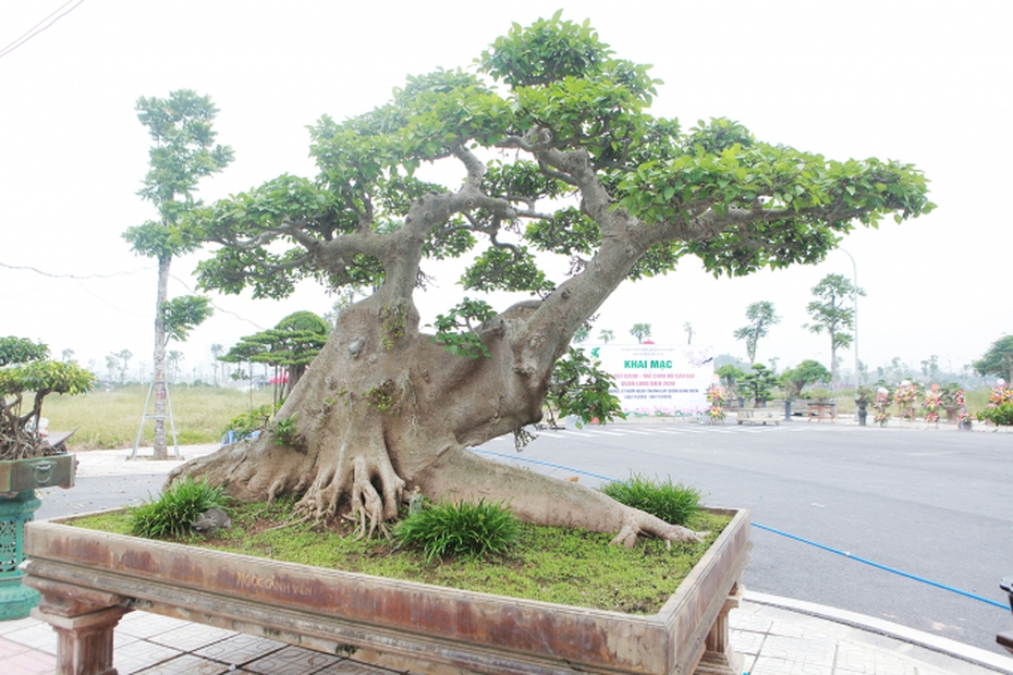 Cây sung thế "lạ" đại gia Hà thành "hét giá" 10 tỷ gây choáng