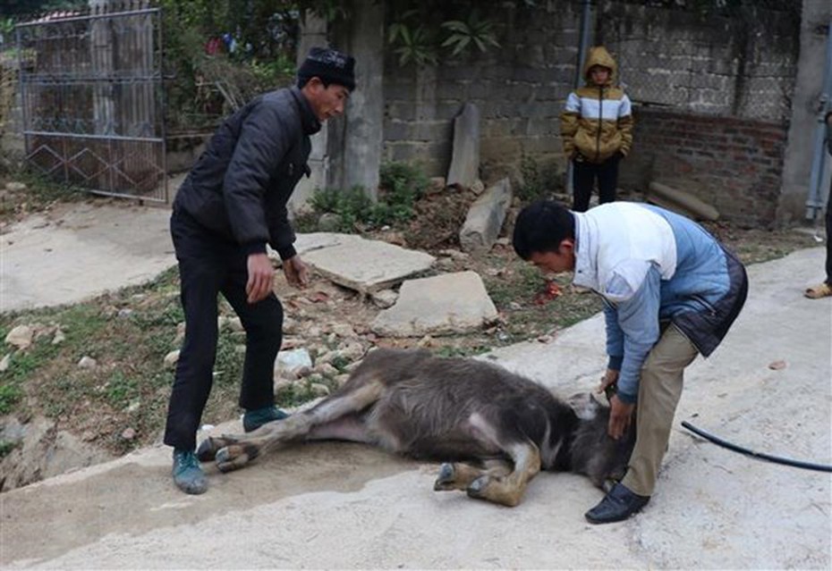 Rét đậm kinh hoàng hàng ngàn trâu, bò chết đói và rét