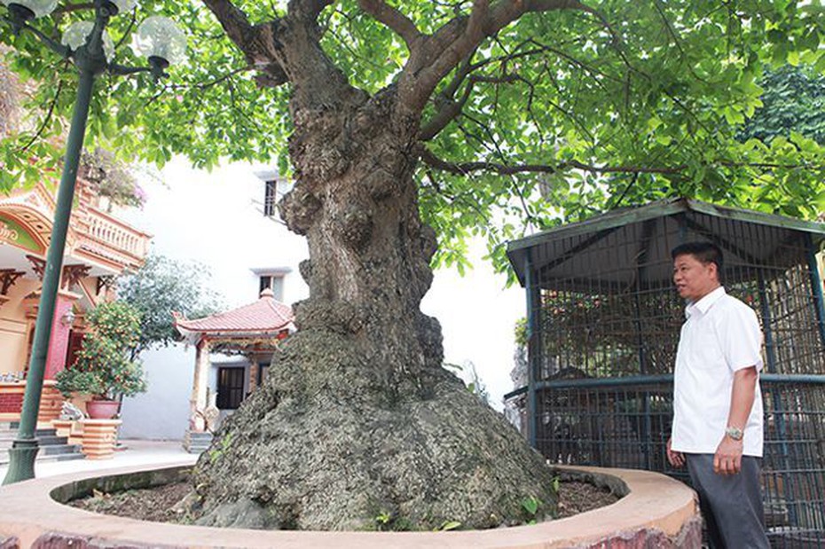 Mãn nhãn cây lộc vừng "tích tụ phát lộc" thu hút nhiều người yêu cây cảnh đến xem