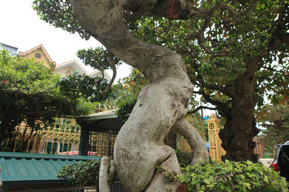 Mãn nhãn cây duối “đẹp nhất Việt Nam”, giá triệu đô đại gia vẫn lắc đầu không bán