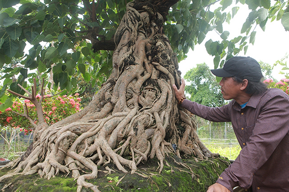 Chiêm ngưỡng cây bồ đề có bộ rễ "ảo diệu", chủ nhân muốn đổi lấy nhà lầu, xe hơi