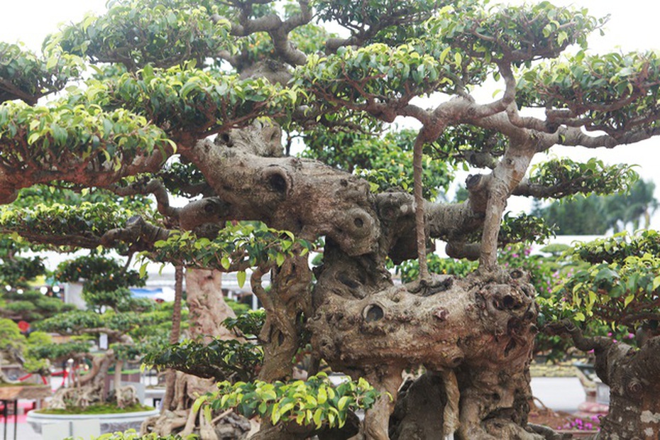 Cận cảnh dàn sanh cổ thế lạ, giá "khủng" của anh nông dân Thái Bình