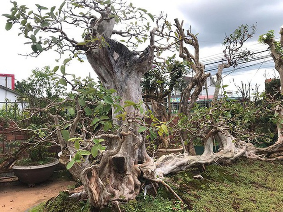 Những màn sang tay ổi bonsai dáng "kỳ quái" khiến đại gia chơi cây cảnh mê mẩn