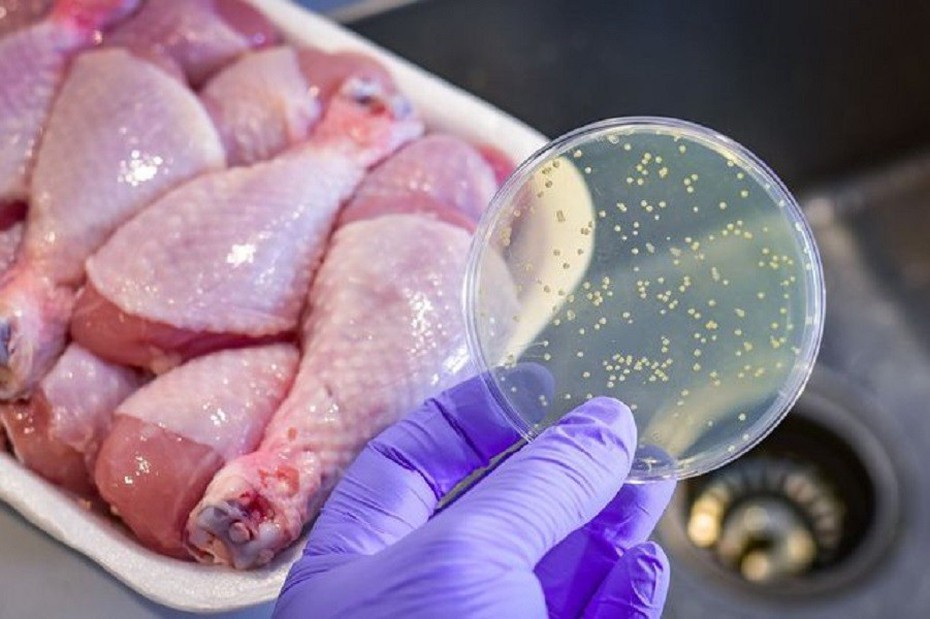 Vi khuẩn Salmonella thường ở trong những thực phẩm nào?