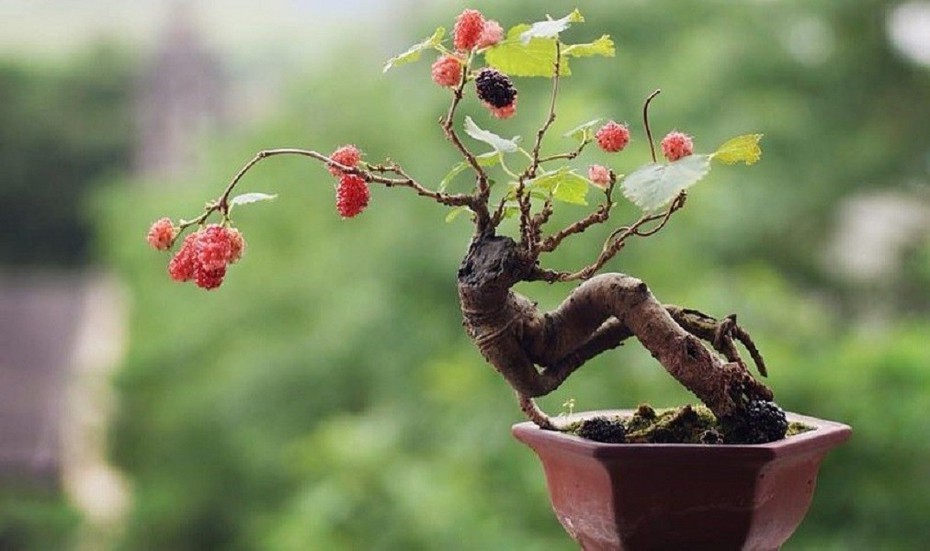 "Hô biến" hoa dại mọc đầy đường thành bonsai mini, chủ nhân rủng rỉnh tiền tiêu