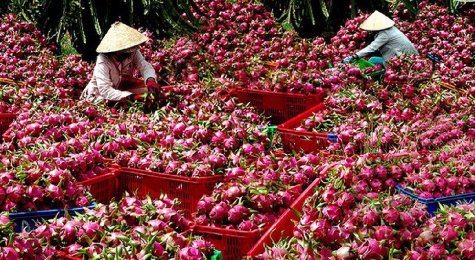 Giá thanh long "nhảy vọt": Thị trường tiềm năng và bài toán bền vững