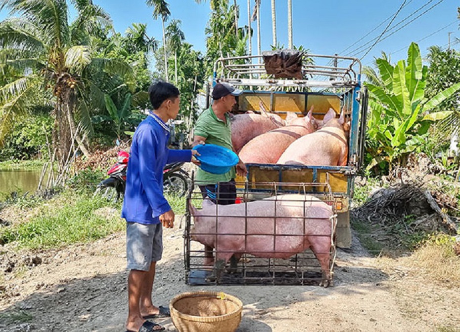 Giá lợn hơi tăng nhẹ, người chăn nuôi chưa có lãi nên ngại tái đàn