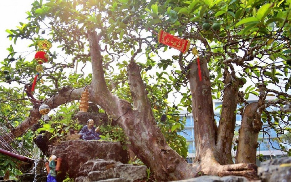 Cận cây ổi dáng thế lạ, đại gia sẵn sàng xuống tay tiền tỷ để mang về