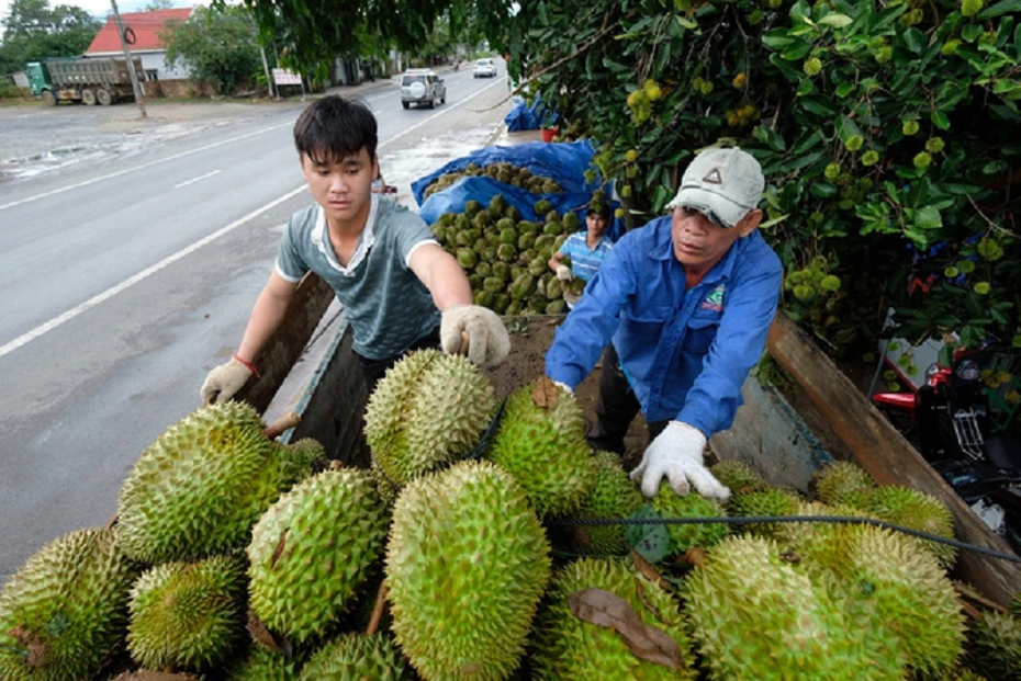 Xuất khẩu rau quả: Tín hiệu khả quan và những triển vọng