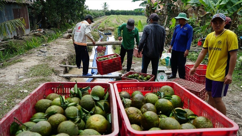 Nhiều loại trái cây đang vào vụ lại tiếp diễn điệp khúc "được mùa rớt giá"