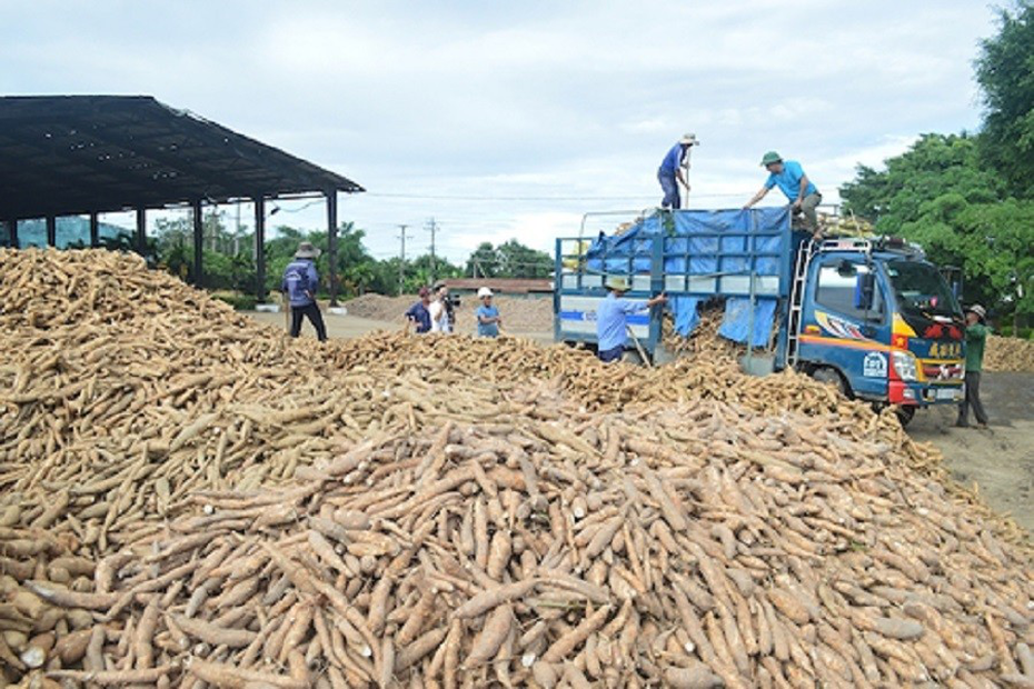 Trung Quốc chi số tiền lớn để mua trên 1 triệu tấn sắn của Việt Nam