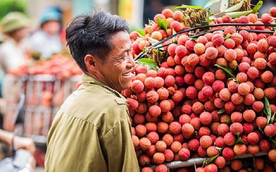Chủ động tìm đầu ra cho mùa vải bội thu ở Bắc Giang