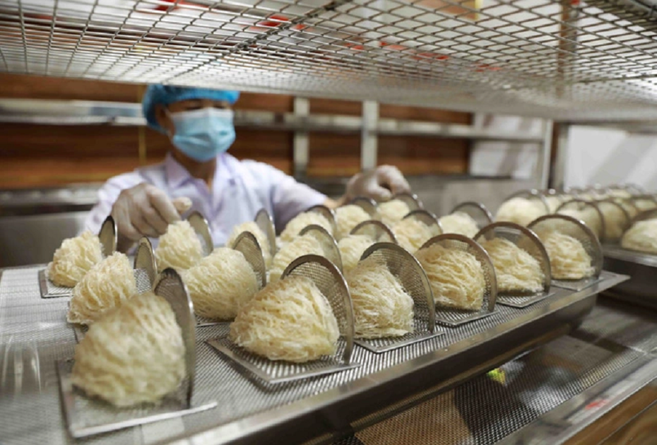 Kích hoạt thị trường Trung Quốc cho xuất khẩu tổ yến Việt Nam