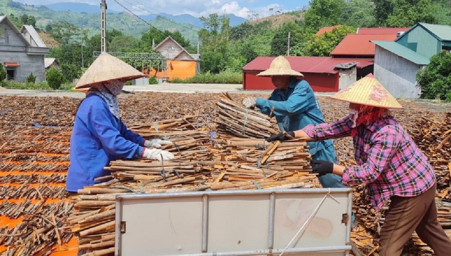 Vỏ quế chiếm lĩnh thị trường nước ngoài, thu về hàng triệu USD