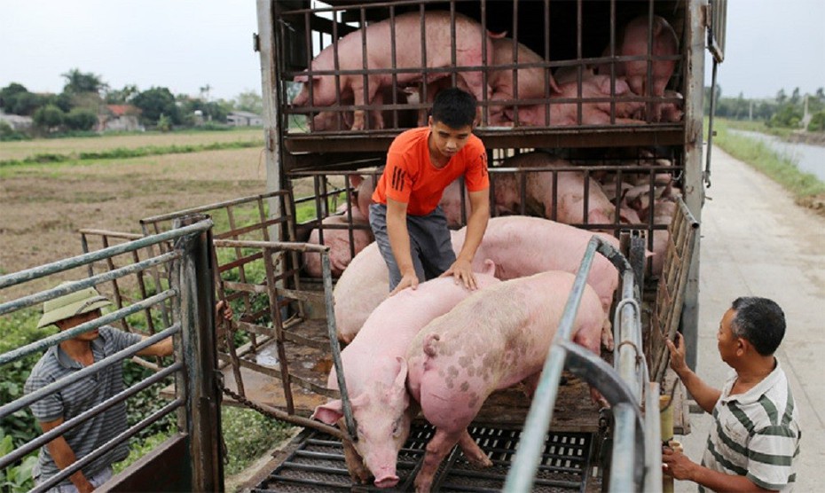 Giá lợn hơi cao nhất năm: Lý do người nuôi không vội tái đàn