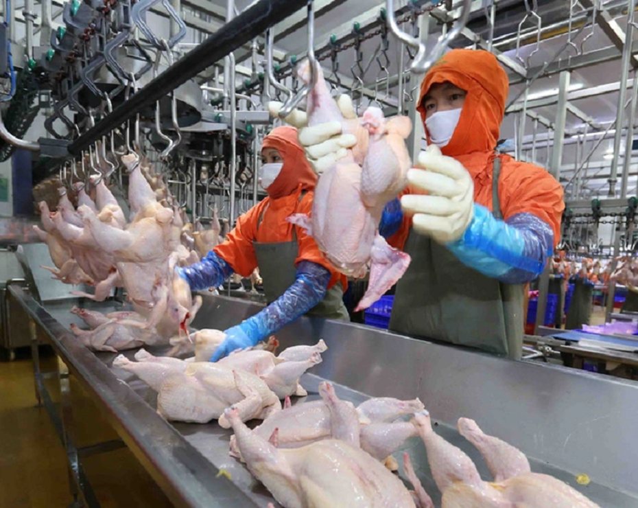 Tăng cường giải pháp để xuất khẩu thịt gà chế biến sang thị trường trọng điểm