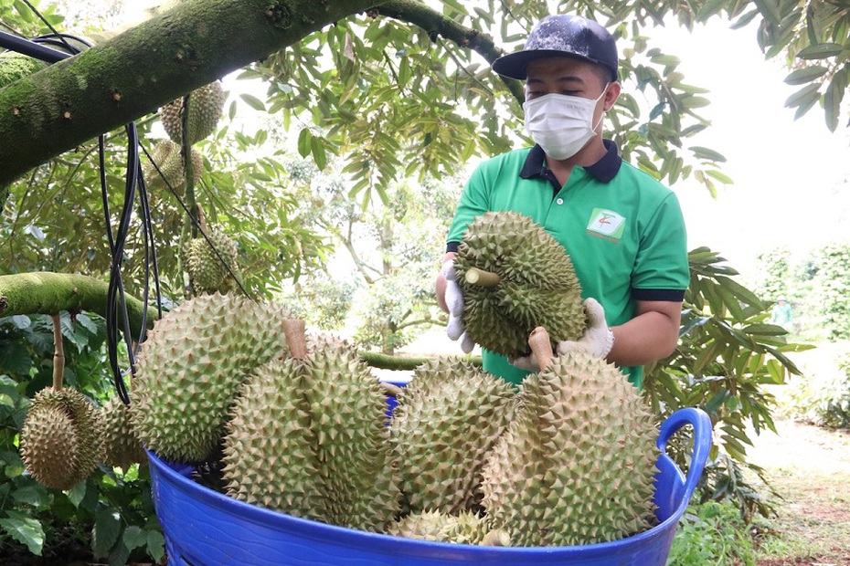 Đắk Lắk đề nghị hỗ trợ, kiểm dịch thực vật tại chỗ cho trái sầu riêng