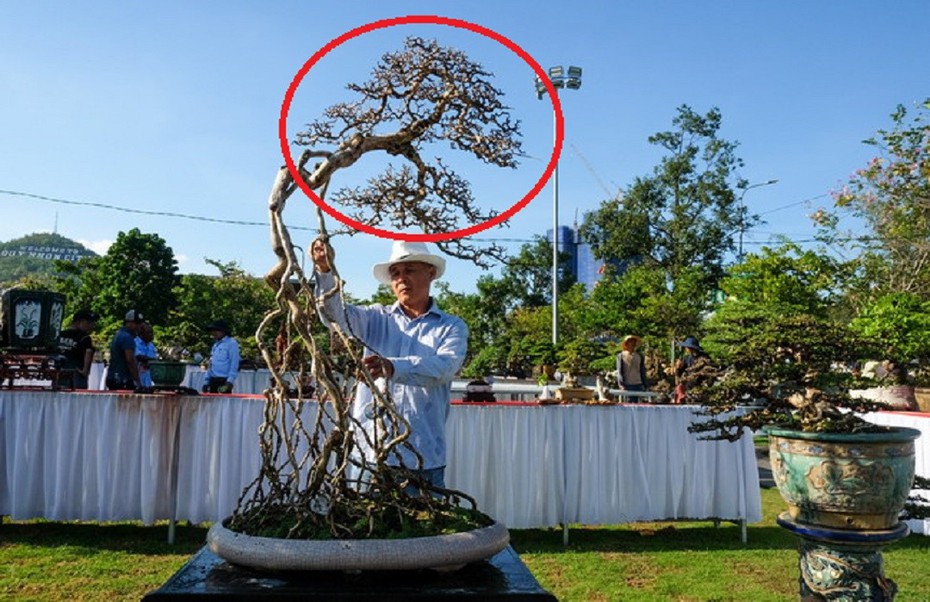 Ngắm dàn "quái cây" bonsai với dáng thế độc, giá lên đến tỷ đồng vẫn hút người xem