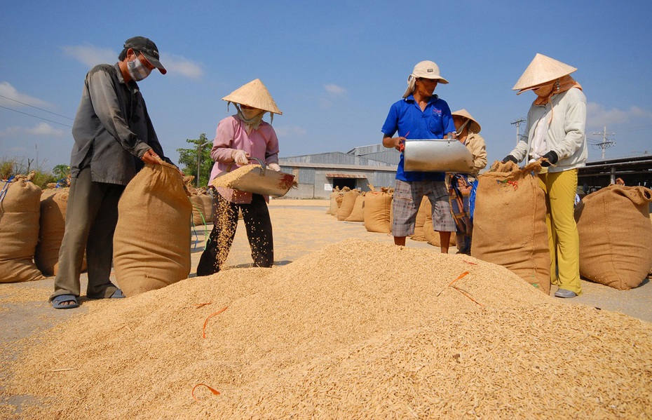 Gạo xuất khẩu được mùa, được giá mừng cho nông dân đi đúng hướng