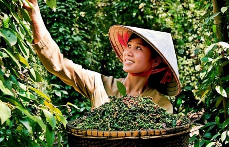 Xuất khẩu hạt tiêu: Để gia vị Việt Nam chiếm lĩnh thị trường toàn cầu