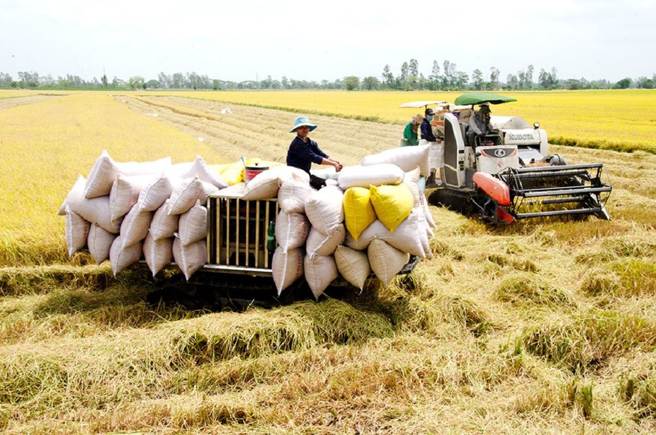 Lúa Thu Đông được mùa, được giá, nông dân phấn khởi