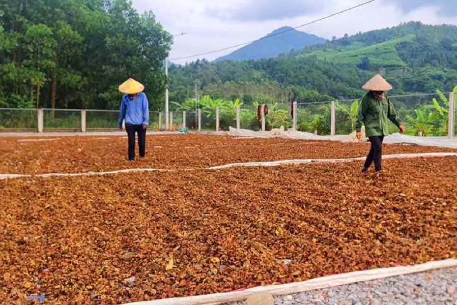 Trồng loại cây gia vị "top đầu", nông dân kiếm trăm triệu mỗi năm