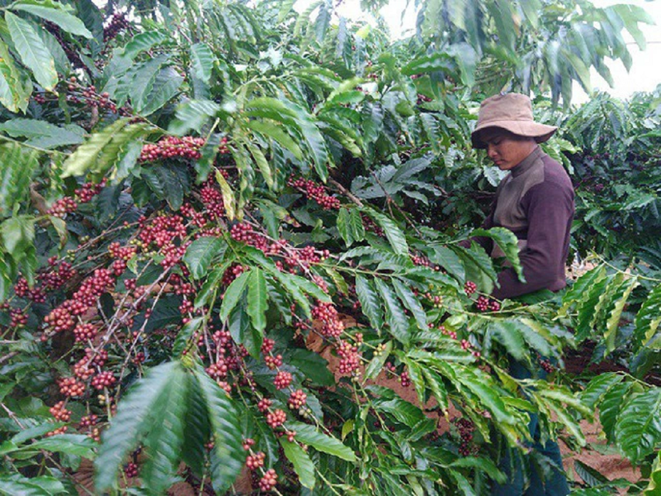 Giá cà phê tăng: “Thiên thời” đối với xuất khẩu cà phê Việt Nam
