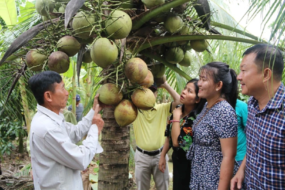 Giá dừa tăng cao, ngành dừa hướng đến mục tiêu 1 tỷ USD