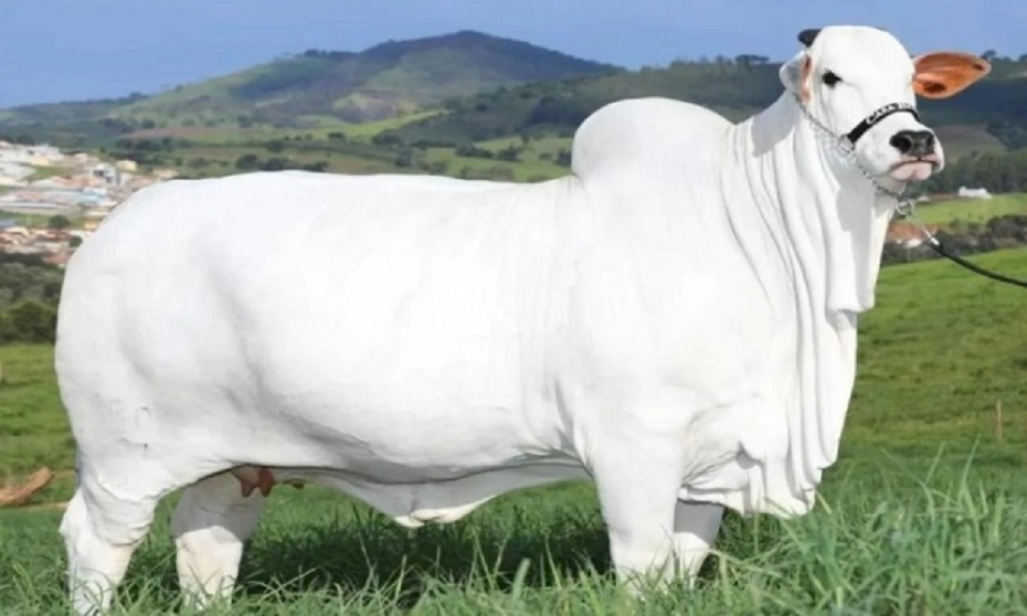 Cận cảnh con bò "sang chảnh" nhất thế giới có giá 100 tỷ đồng