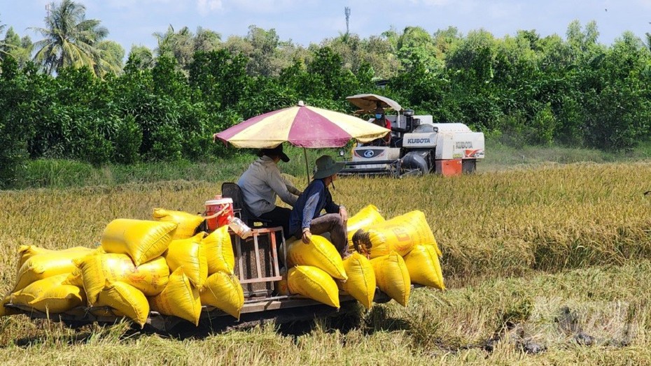 Đảm bảo an ninh lương thực trong nước, có thể xuất khẩu trên 7,5 triệu tấn gạo