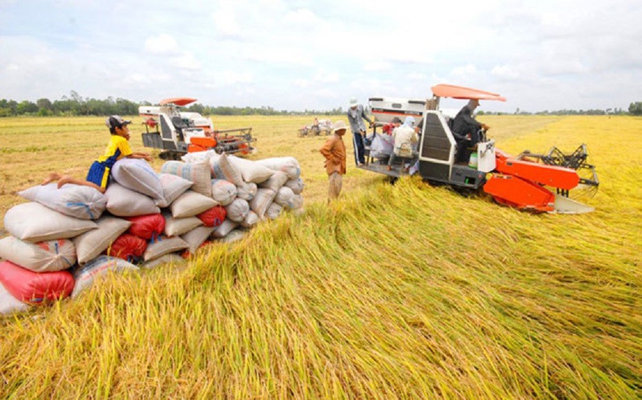 Giá gạo xuất khẩu "lập đỉnh", cao nhất trong 15 năm qua