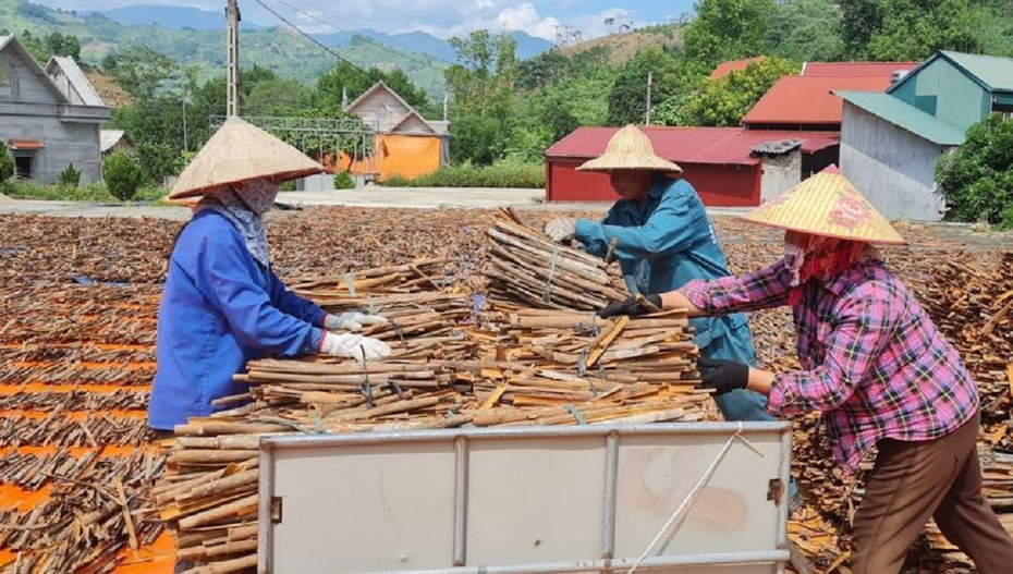 Gia tăng cơ hội xuất khẩu cho sản phẩm quế