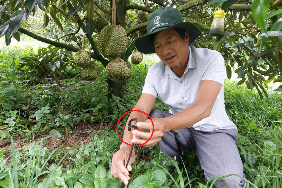 Anh nông dân trồng thứ quả quen thuộc, như "trúng số" thu đều 15 tỷ đồng