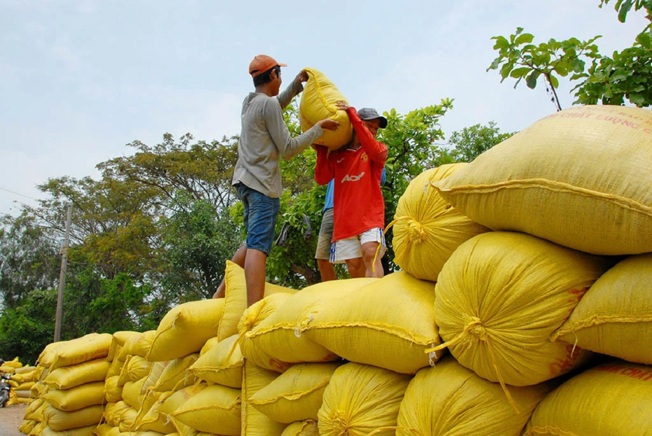 Xuất khẩu gạo đạt kỷ lục gần 4,8 tỷ USD: “Hạt ngọc" đón mùa vàng