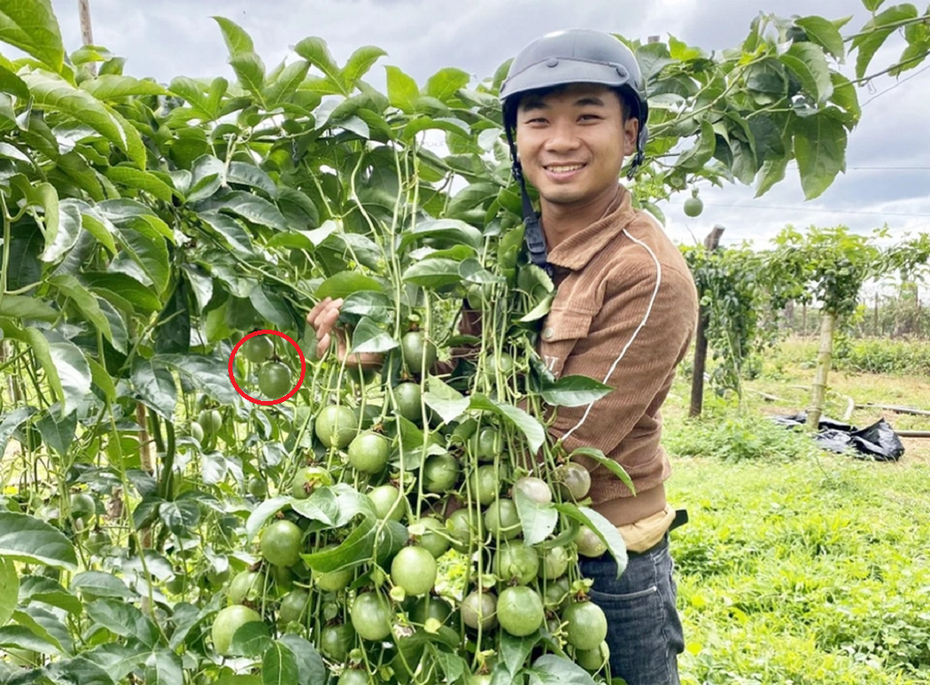 Anh nông dân "đổi đời", kiếm 3 tỷ nhờ trồng một loại cây "siêu trái" nhà nào cũng có