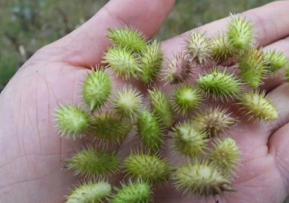 Quả lạ mọc dại trước "cho không ai lấy" nay "lên đời" nhà giàu "săn lùng" giá 1,7 triệu đồng/kg
