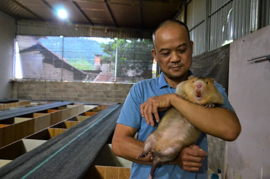 Anh nông dân nuôi con vật như "chuột khổng lồ” đút túi 700 triệu đồng