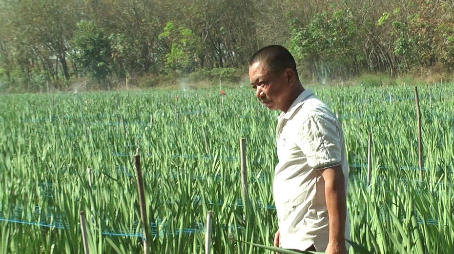 Anh nông dân trồng loại cây "quen thuộc", nhẹ nhàng kiếm gần 1 tỷ/năm