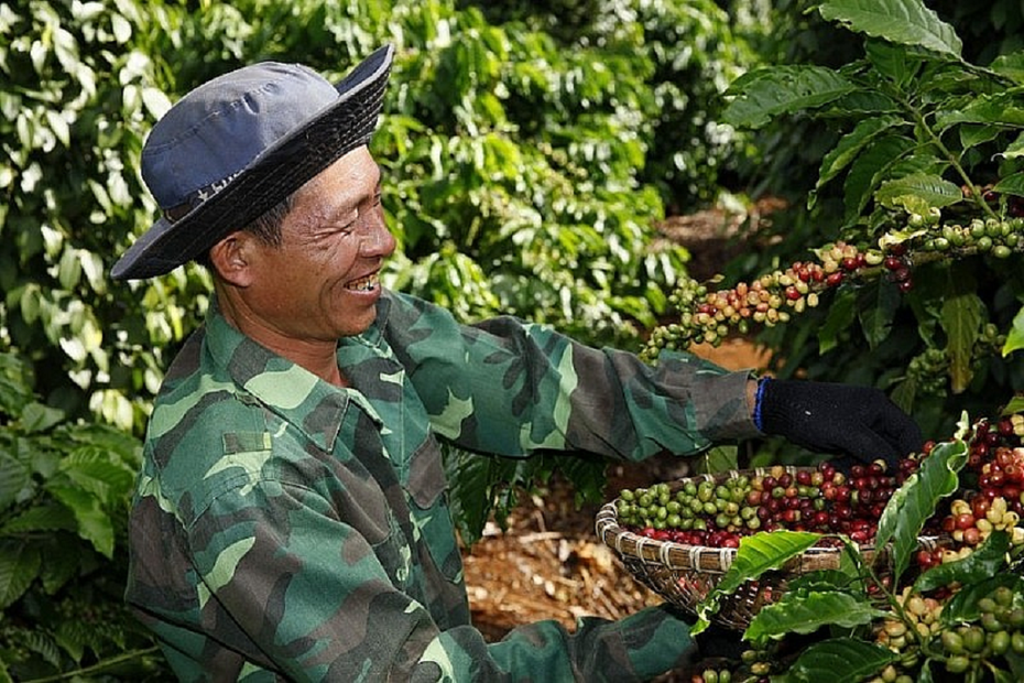 Giá cà phê xuất khẩu biến động do sức ép nguồn từ Brazil