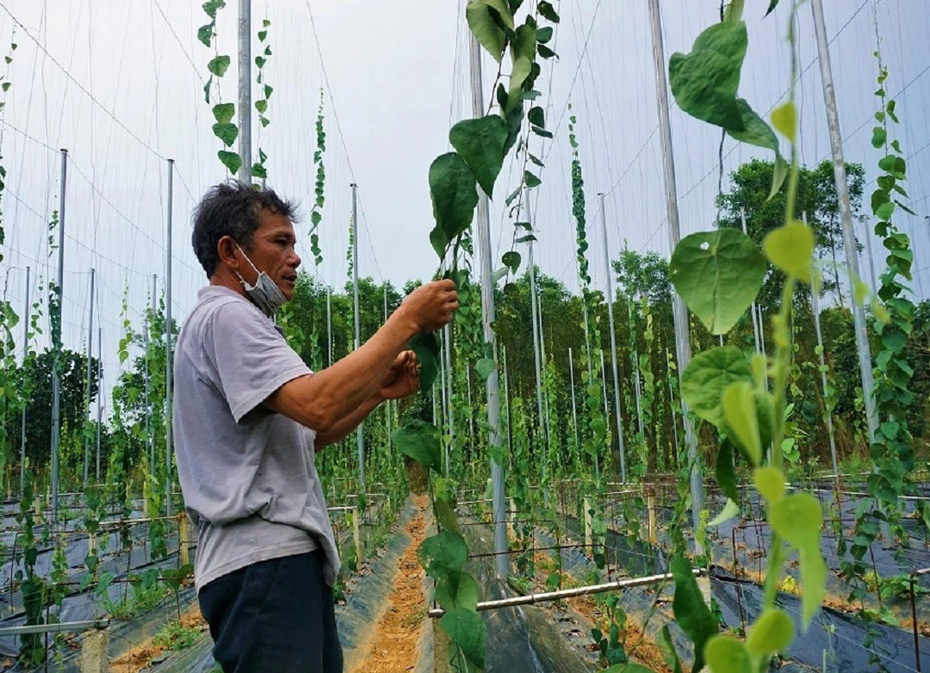 Anh nông dân trồng loại cây "đếm lá tính tiền", nào ngờ thu nhập 2 tỷ/năm