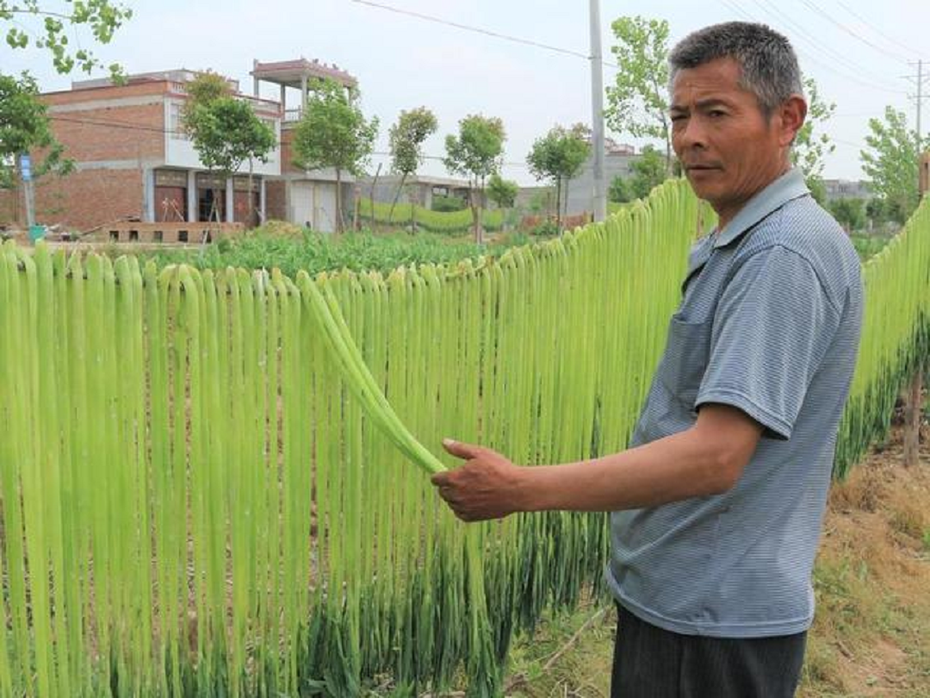 Loại rau trông như "nắm cỏ", xưa rẻ bèo nay lên tầm đặc sản, giá 500 nghìn đồng/kg