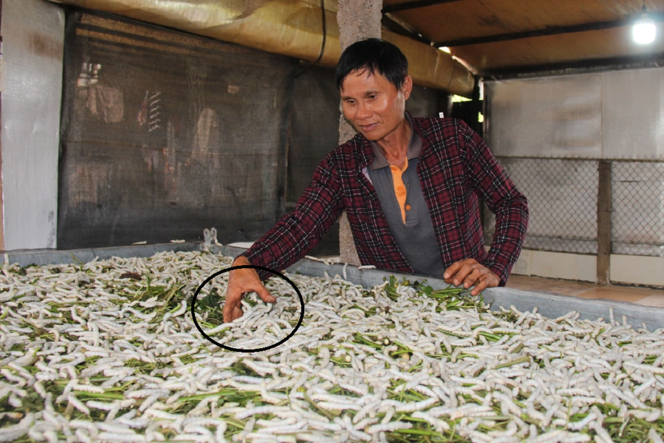 Anh nông dân nuôi con "ăn no lại nằm", nào ngờ thu 1 tỷ đồng mỗi năm