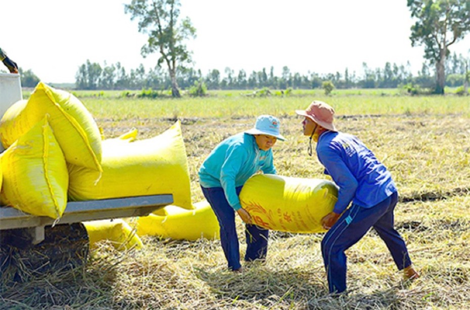 Giá lúa gạo sẽ sớm tăng trở lại