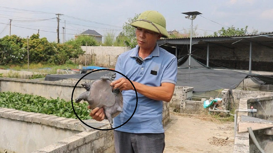 Anh nông dân đút túi 500 triệu nhờ nuôi con đặc sản "hiền như cục đất"