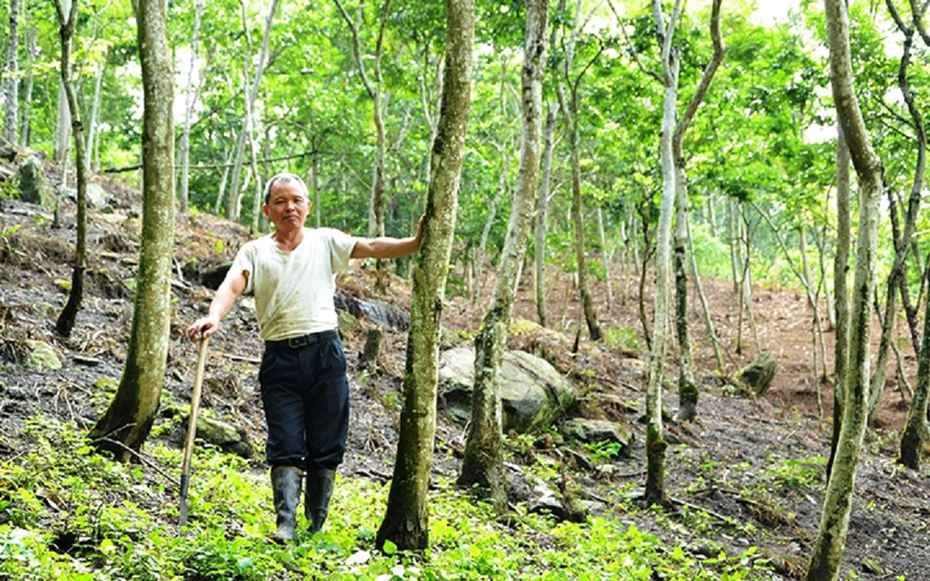 Anh nông dân đếm tiền mỏi tay nhờ trồng loại "cây tiền tỷ" quen thuộc