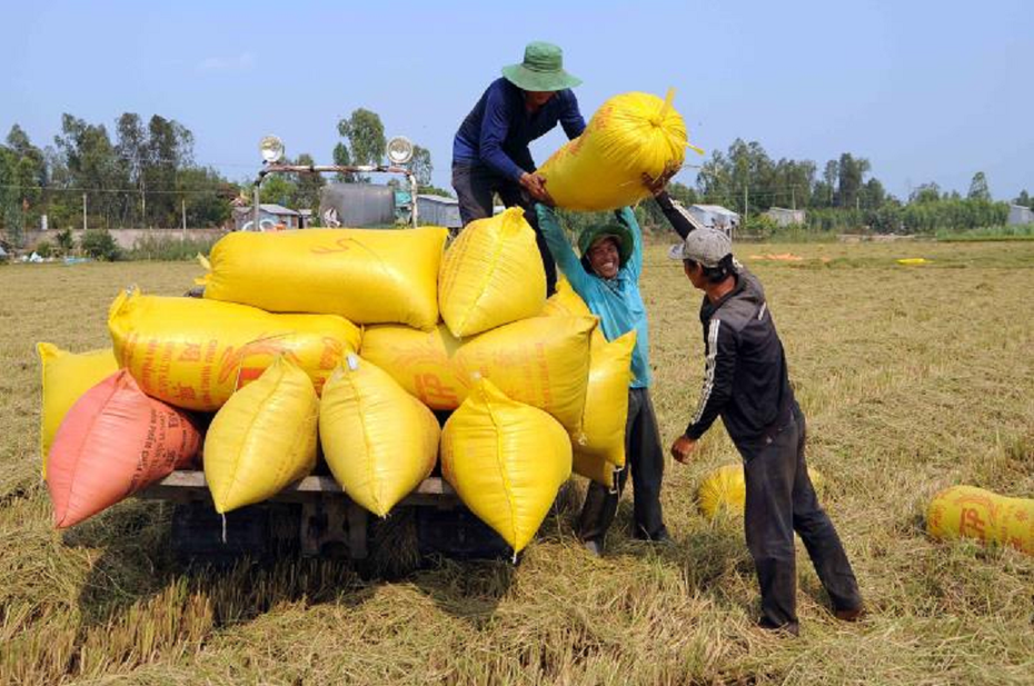 Dự báo năm 2024 thời cơ “vàng” gia tăng xuất khẩu gạo