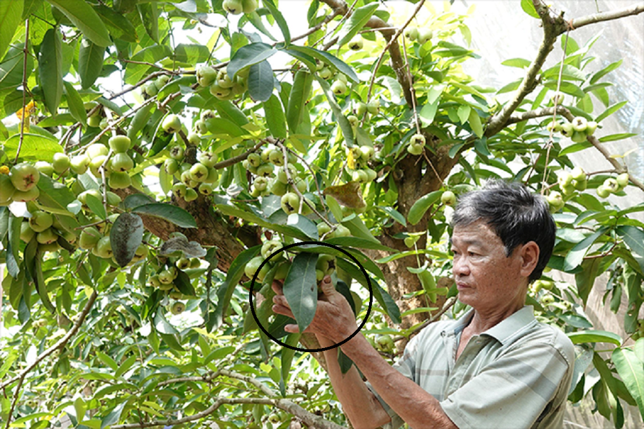 Anh nông dân đút túi 700 triệu đồng nhờ trồng loài cây quen thuộc theo cách "không giống ai"