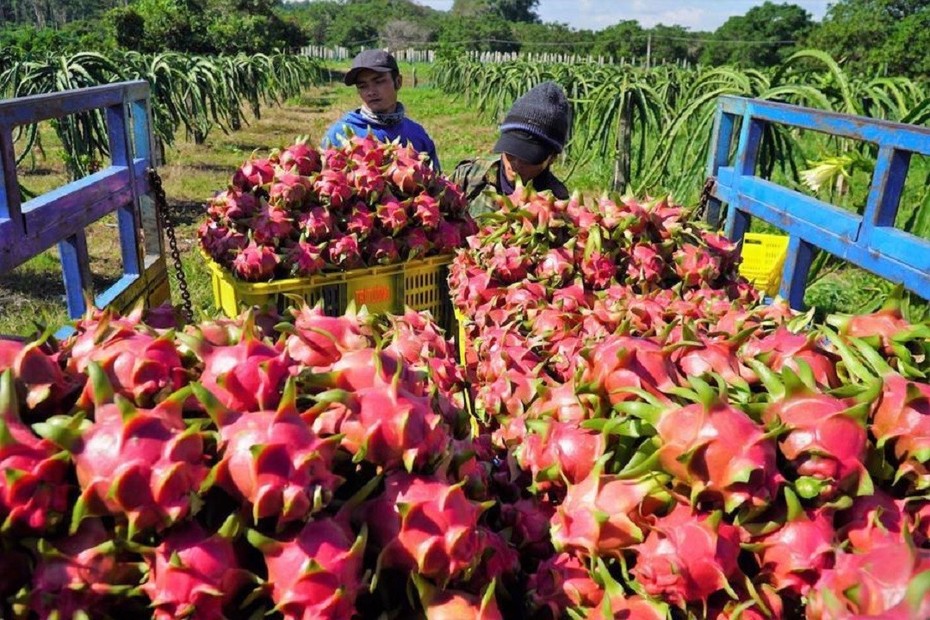 Tận dụng cơ hội xuất khẩu rau quả sang thị trường ASEAN