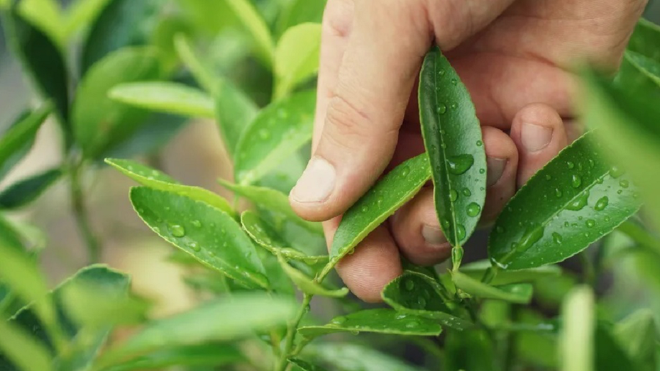 Loại lá ở Việt Nam "cứ xin là cho", nước ngoài bán gần 6,4 triệu đồng