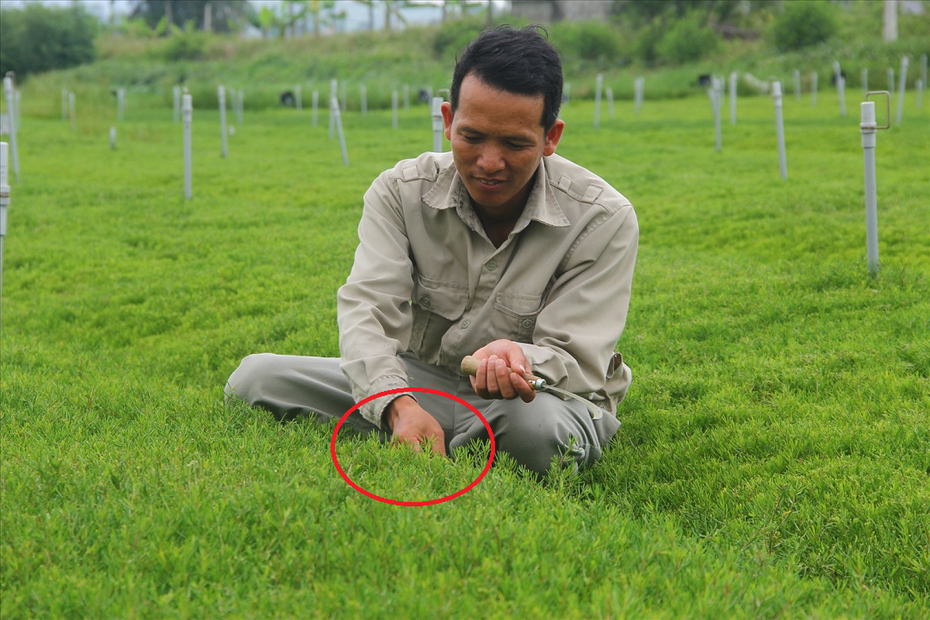 Anh nông dân "bỏ phố về quê", trồng cây như cỏ dại nào ngờ đút túi cả tỷ đồng